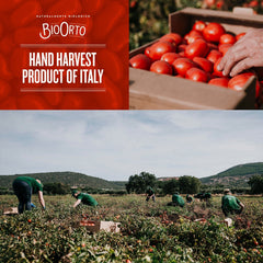 Bio Orto Organic Tomato Sauce with Basil (550g / 19.4oz) - Bio Orto - 8051490500879 - Ciao Imports - Authentic Specialty Foods